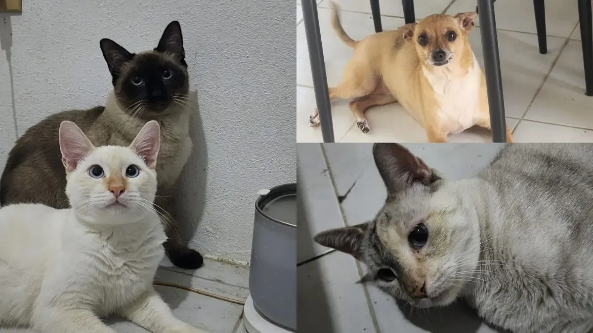 Mascotas, una decisión responsable