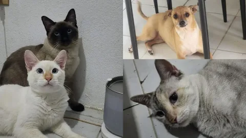 Mascotas, una decisión responsable